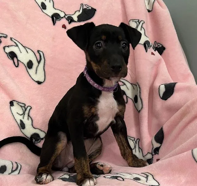 Penny Power thumbnail 5