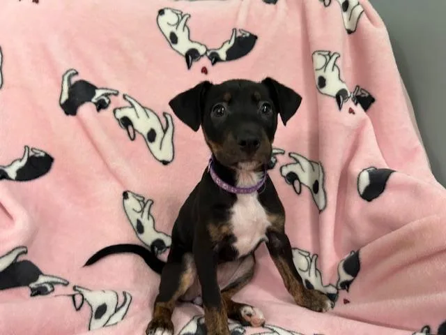 Penny Power thumbnail 6