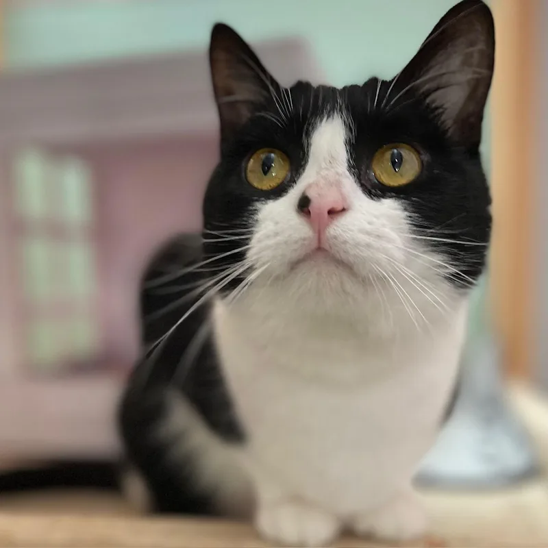 Shamrock thumbnail 2