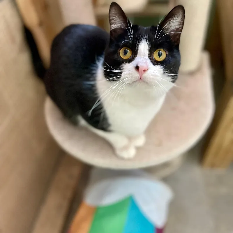 Shamrock thumbnail 3