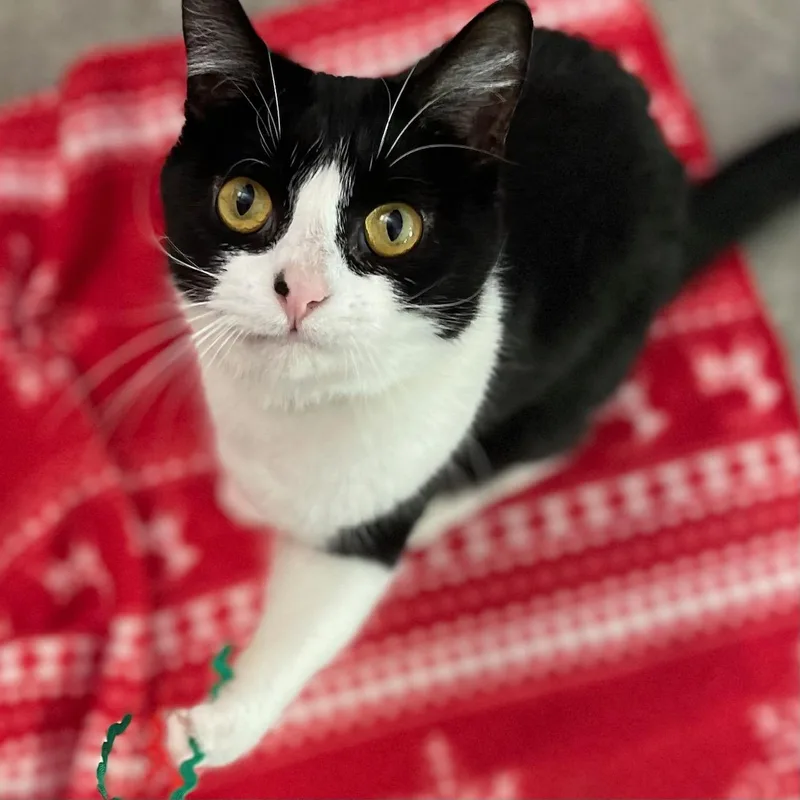 Shamrock thumbnail 4