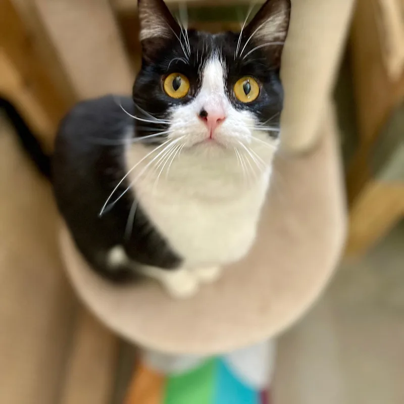 Shamrock thumbnail 5