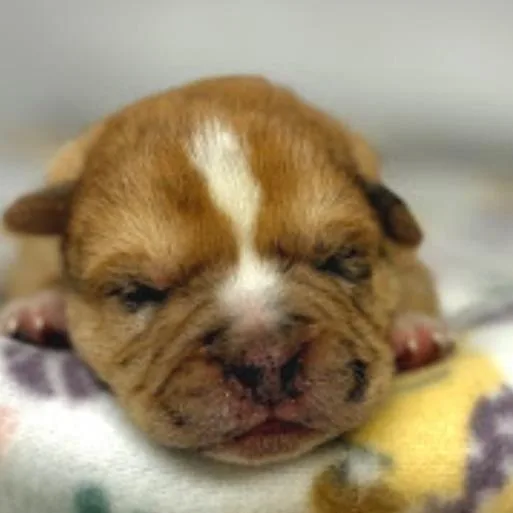 Bluey  Bumble thumbnail 2