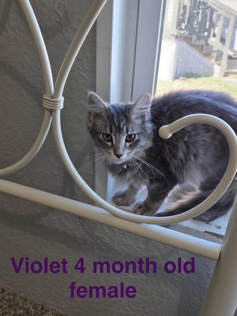 Violet