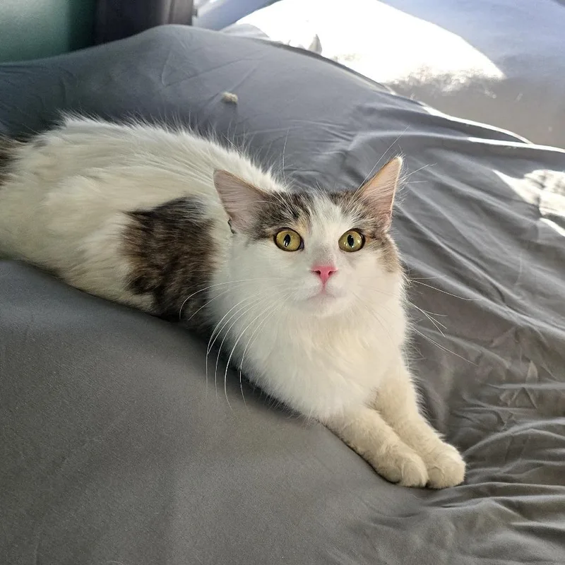 Pinkie Pie thumbnail 3