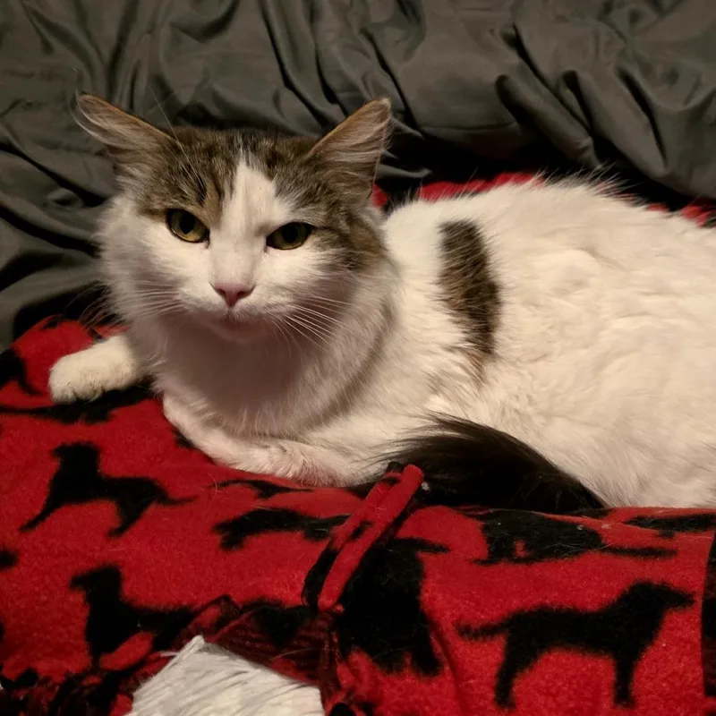 Pinkie Pie thumbnail 4