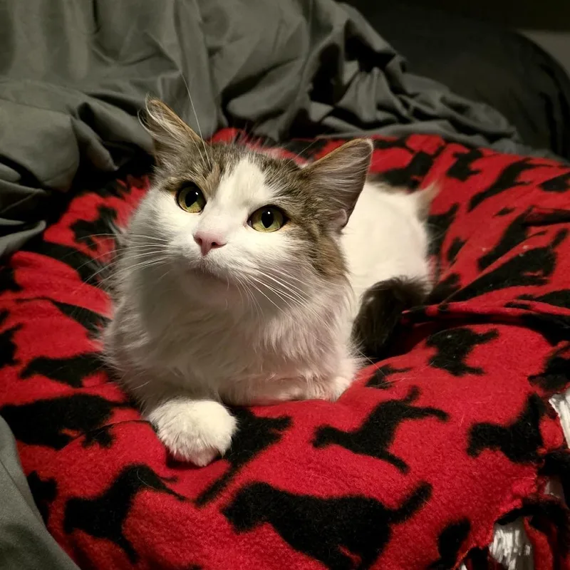 Pinkie Pie thumbnail 5