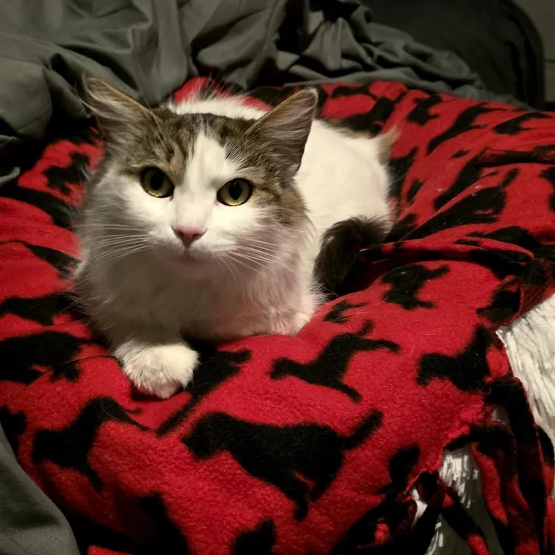 Pinkie Pie thumbnail 6