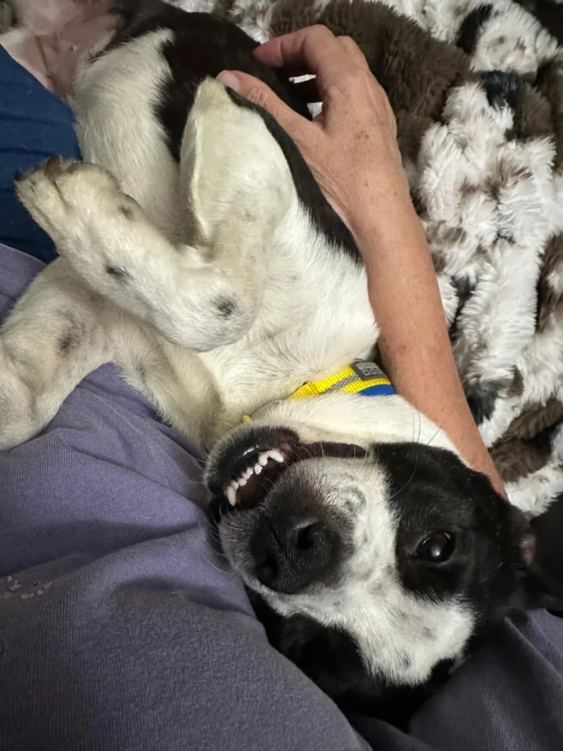 Harley Quinn thumbnail 2