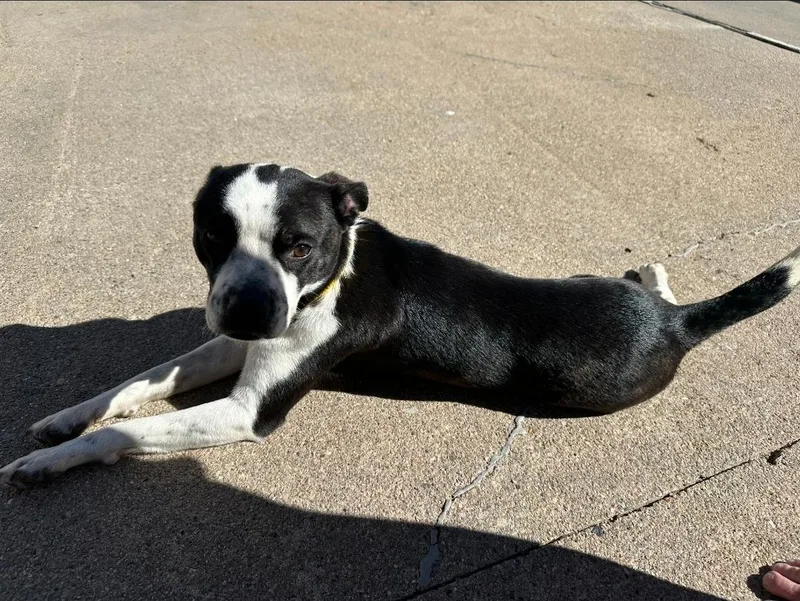 Harley Quinn thumbnail 3