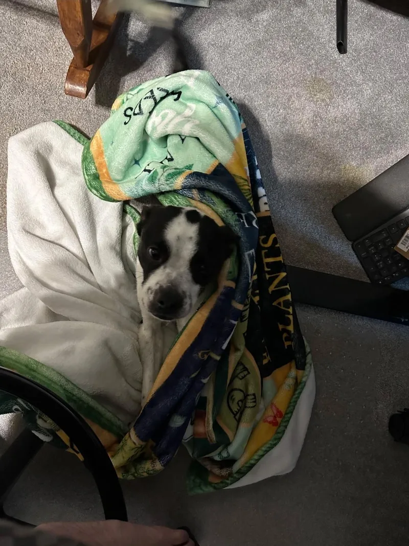 Harley Quinn thumbnail 4