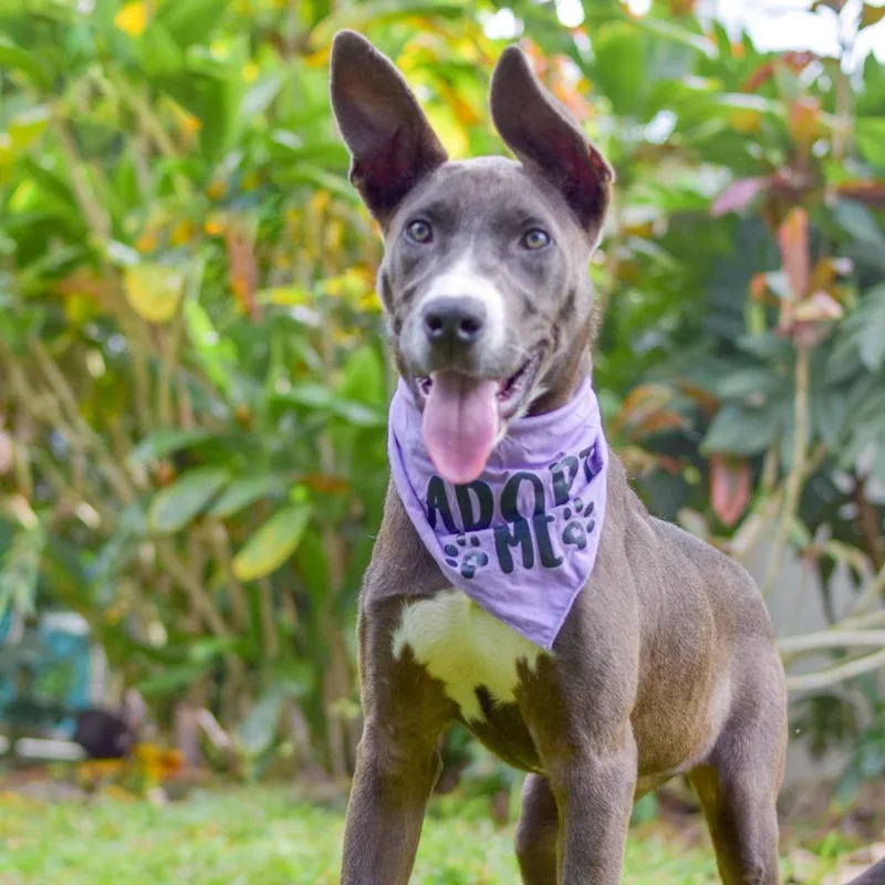 Lavender thumbnail 2