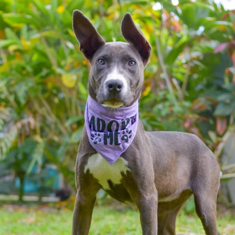 Lavender thumbnail 3