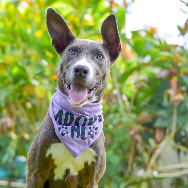 Lavender thumbnail 4