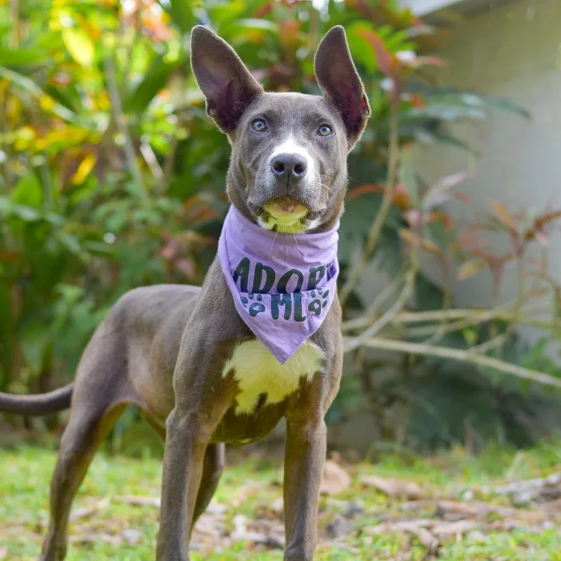 Lavender thumbnail 5