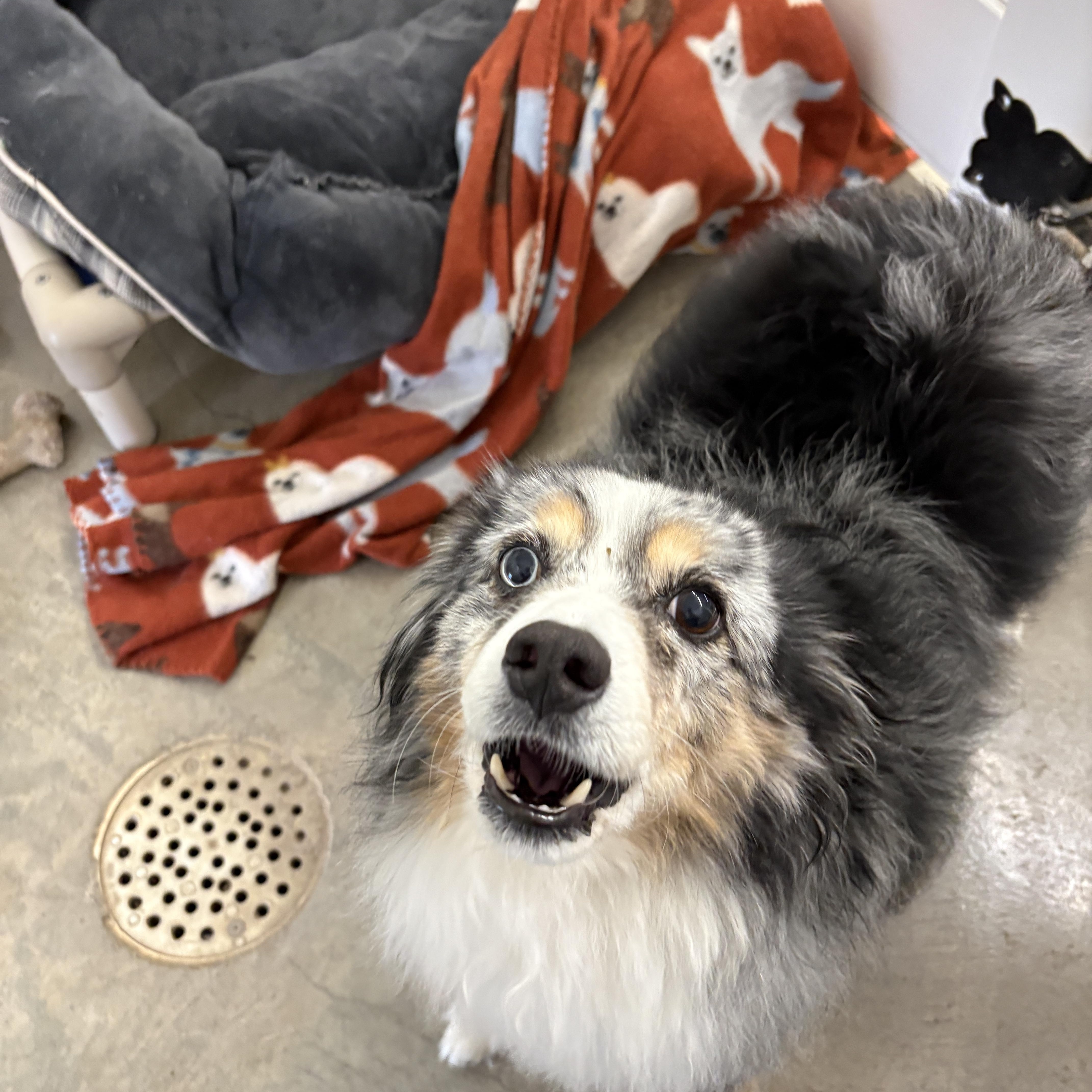 Barracuda thumbnail 2