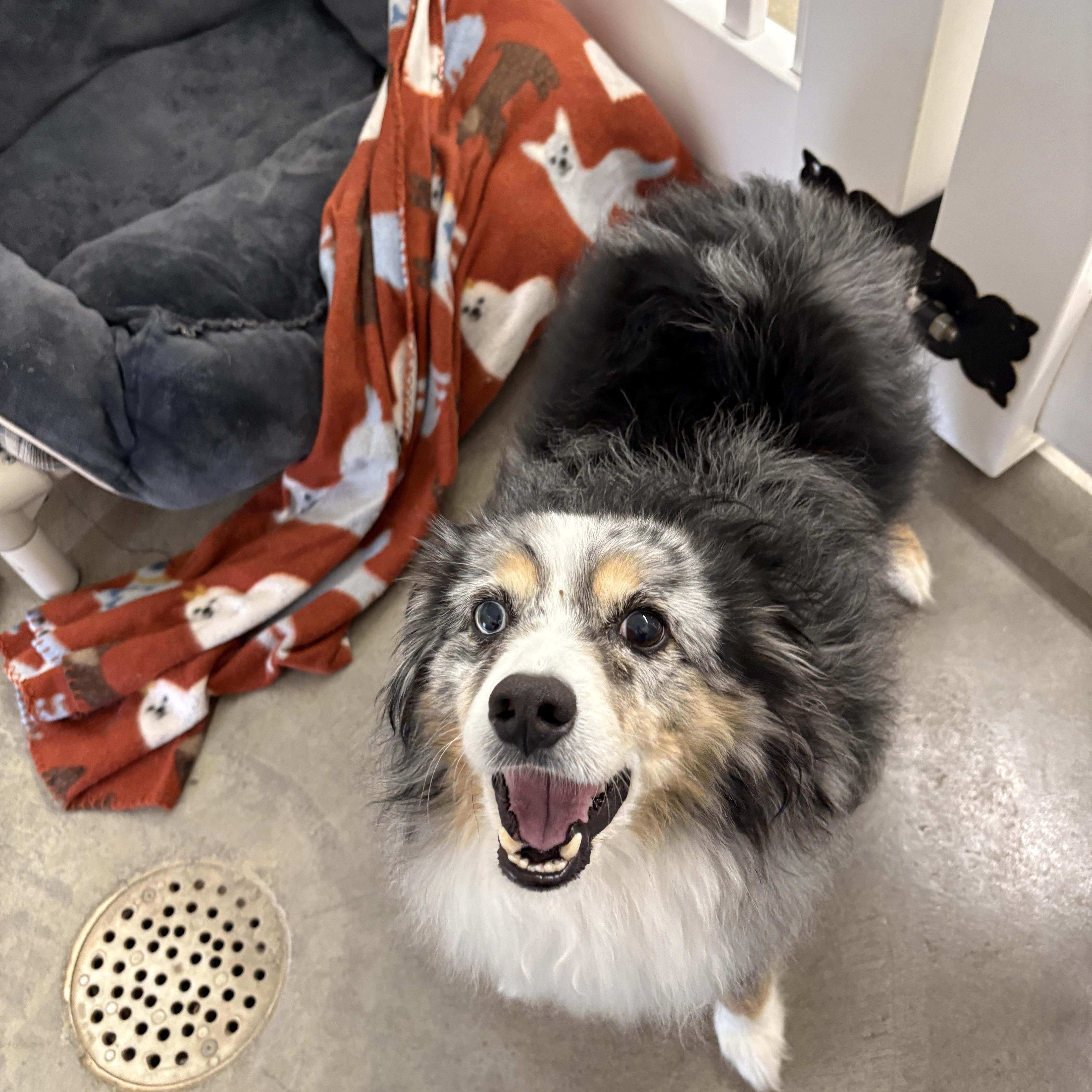 Barracuda thumbnail 3