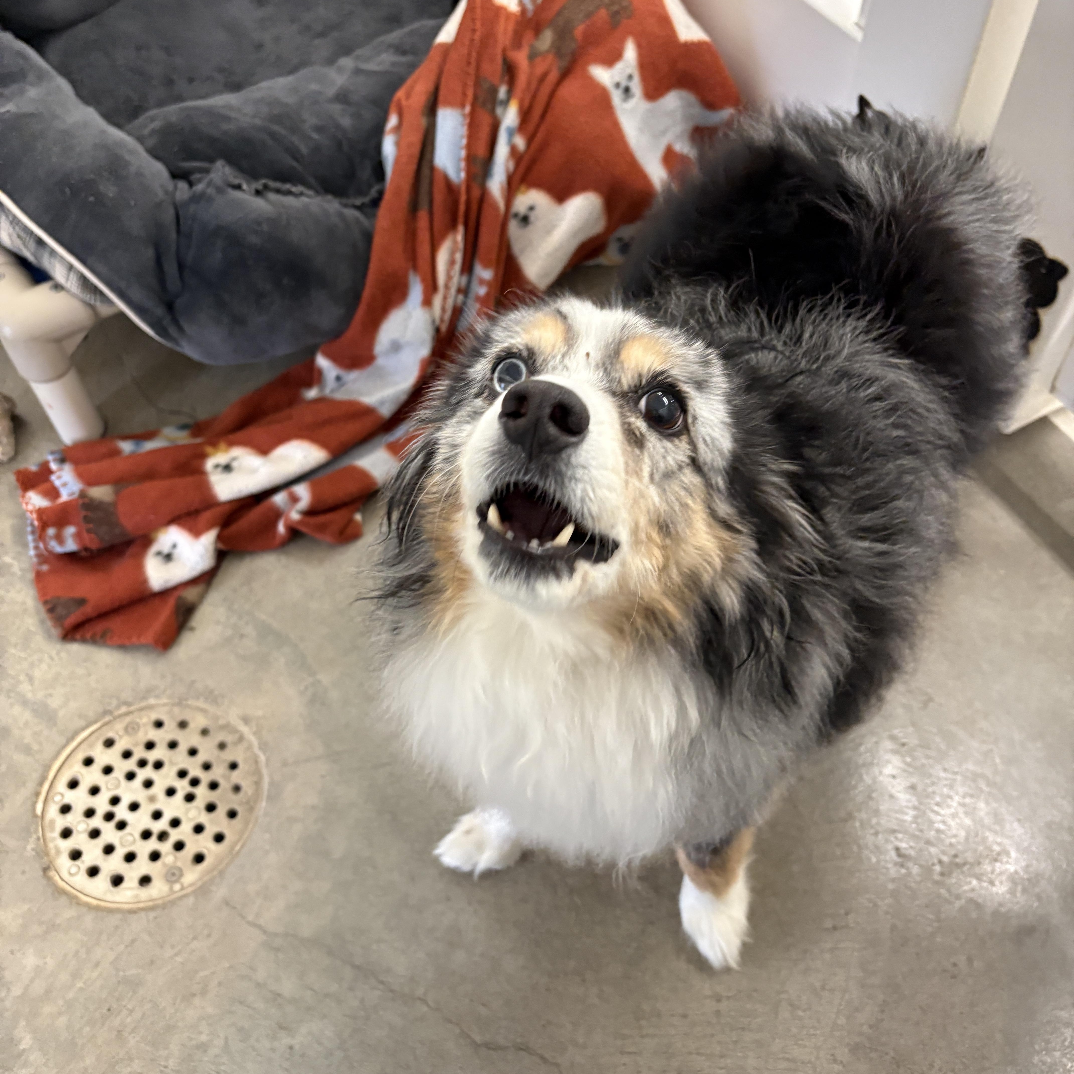 Barracuda thumbnail 4