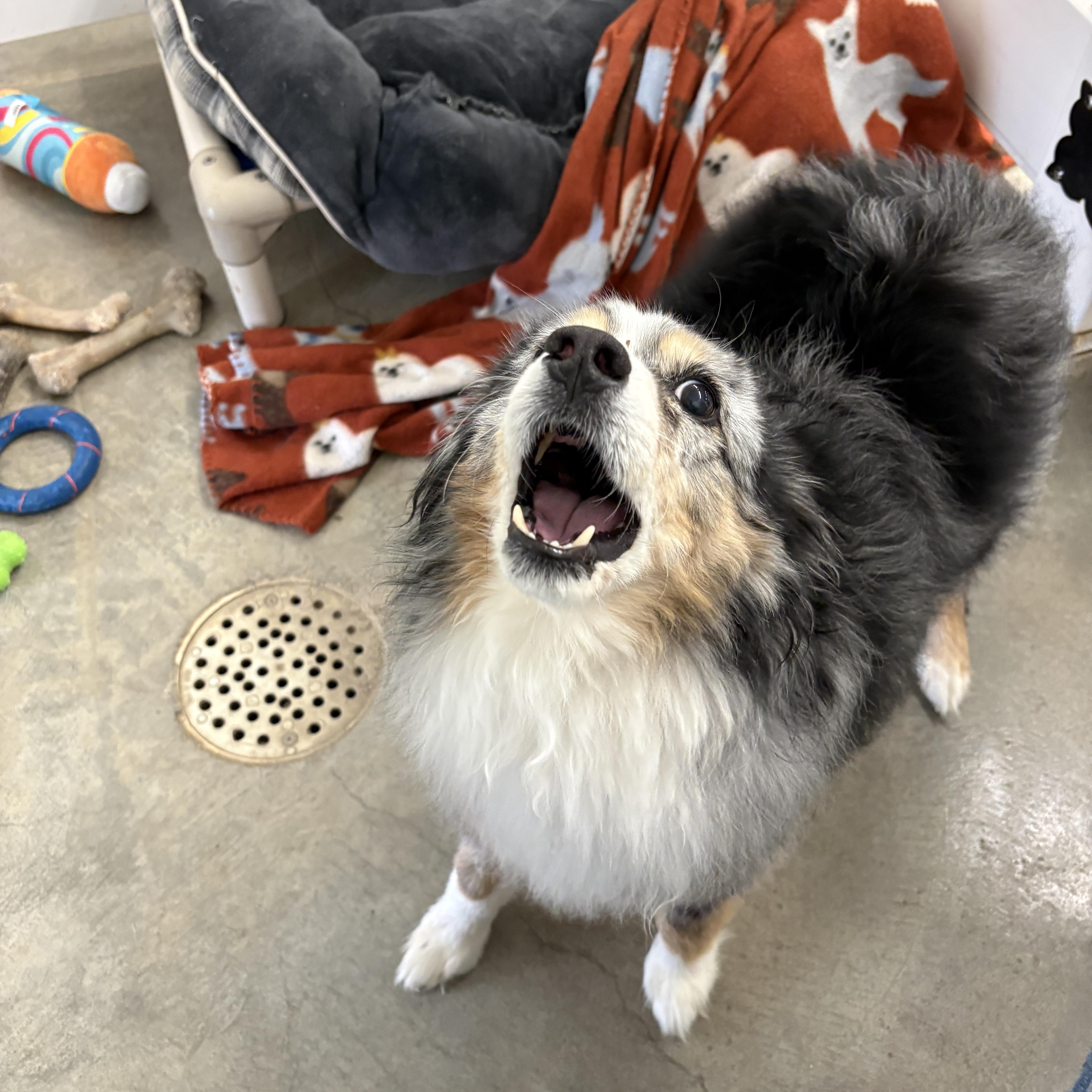 Barracuda thumbnail 5