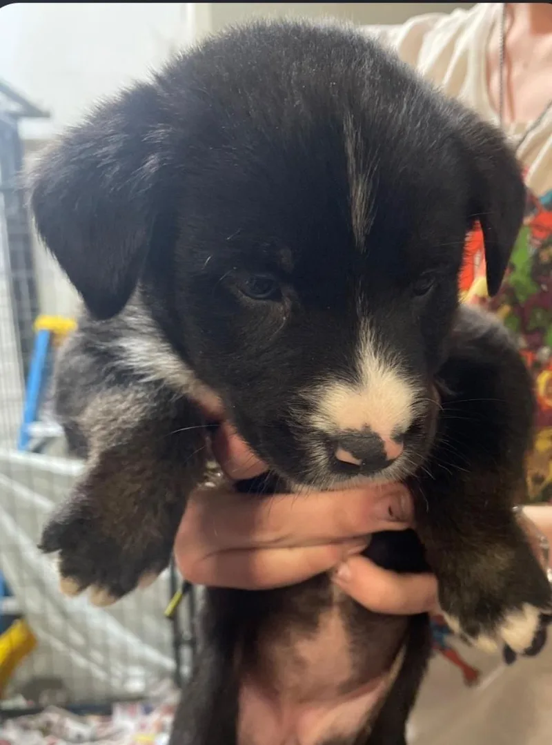 A baby medium-sized female Husky dog named Pdalia for adoption in Billings, MT