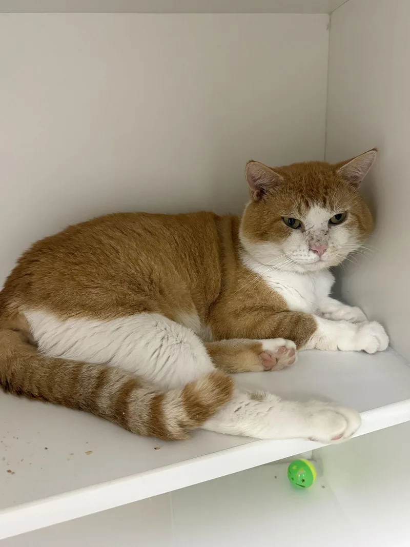 Geronimo Cc thumbnail 2