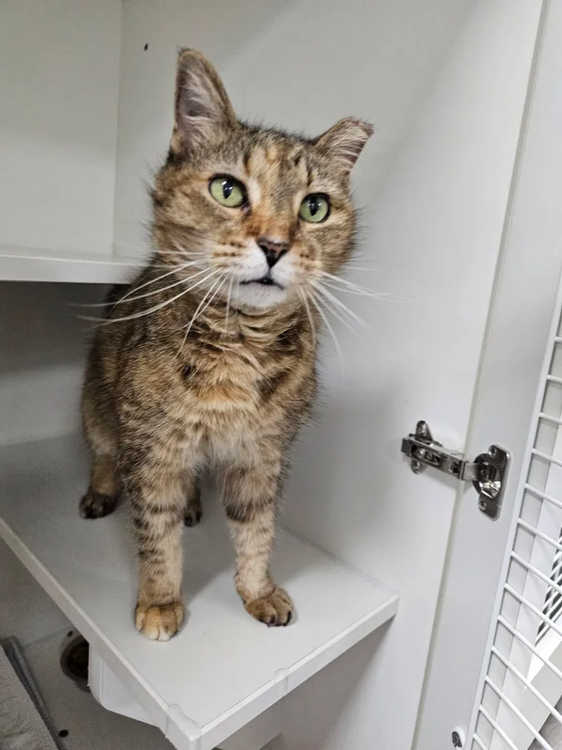 Grams Cc thumbnail 2