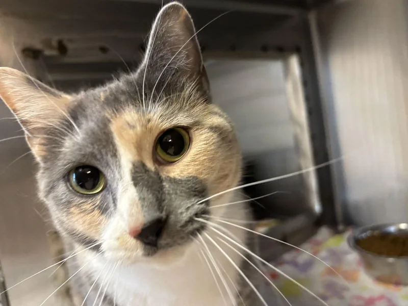 Confetti thumbnail 3