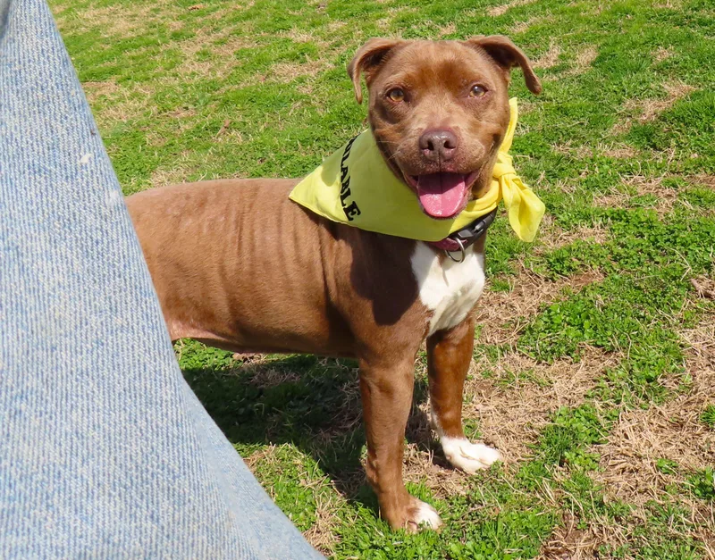 Cricket  Ca thumbnail 2