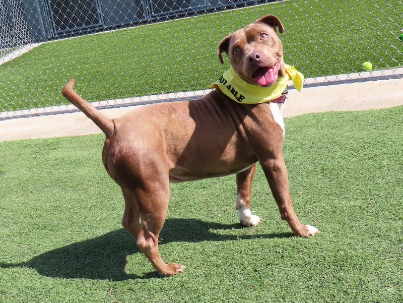 Cricket  Ca thumbnail 3