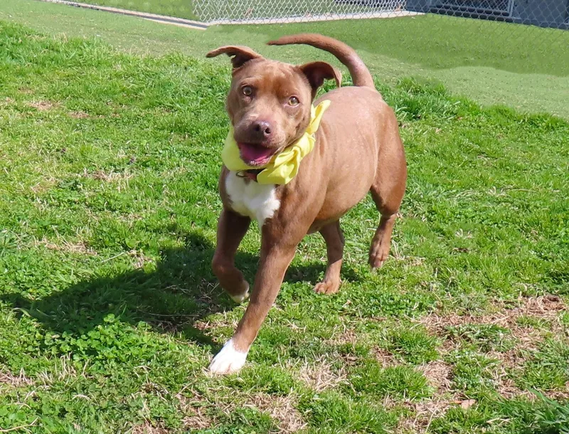 Cricket  Ca thumbnail 4