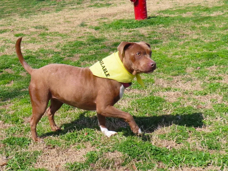 Cricket  Ca thumbnail 5