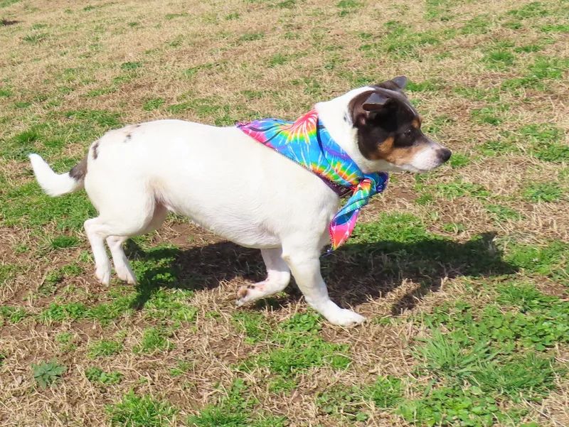 Chanel  Cb thumbnail 2