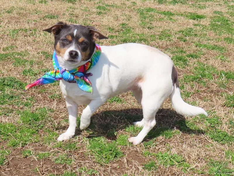 Chanel  Cb thumbnail 3