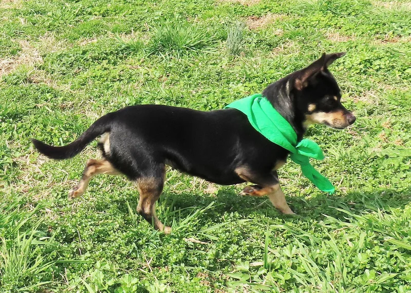 Chichi  Cb thumbnail 2