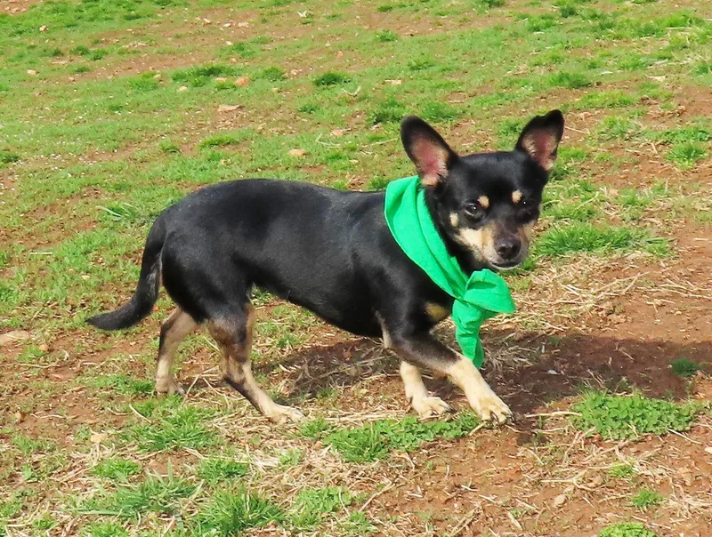 Chichi  Cb thumbnail 3