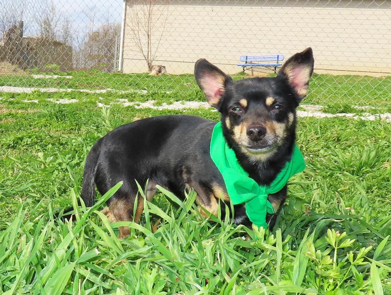 Chichi  Cb thumbnail 4