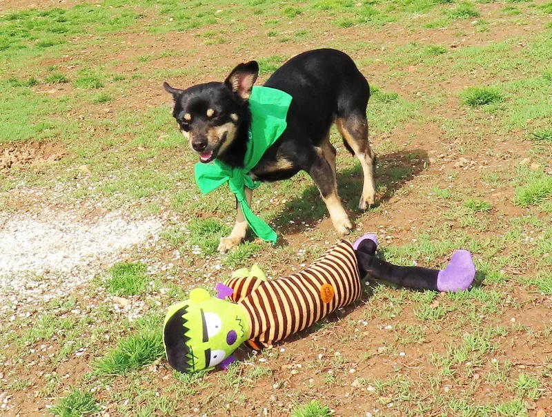 Chichi  Cb thumbnail 5