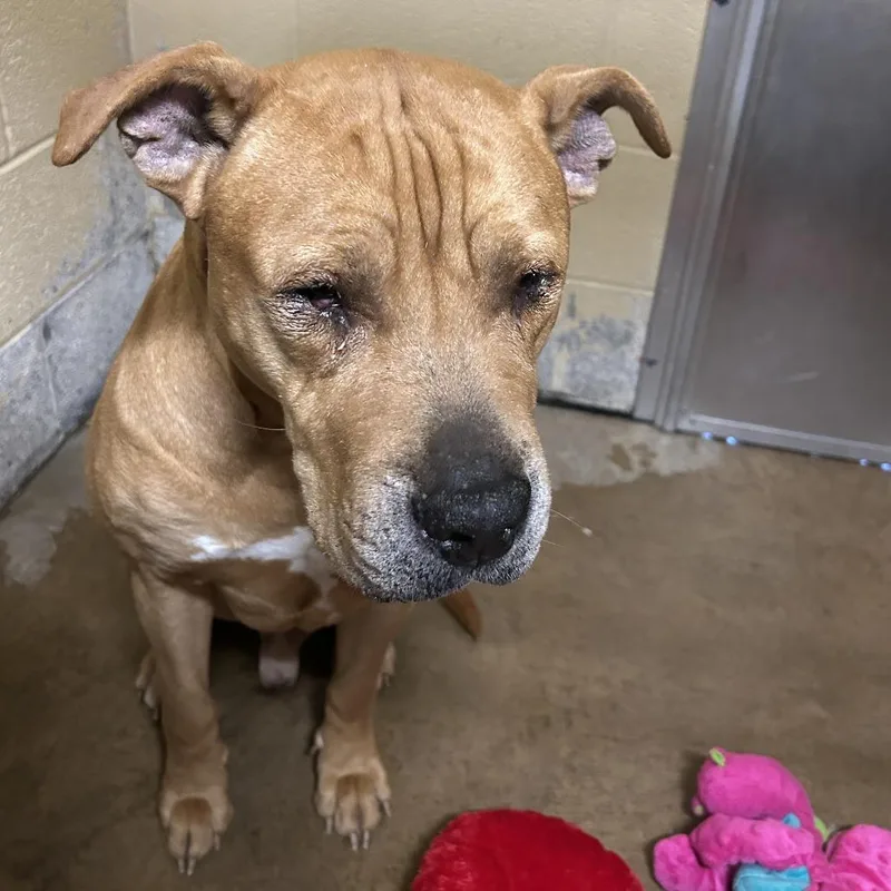 Scooby Doo thumbnail 2