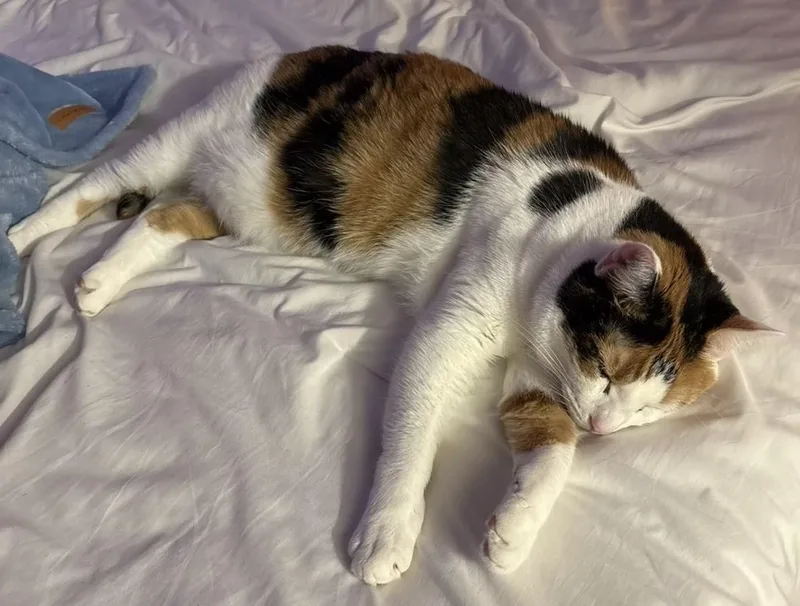 An adult large-sized female Calico Domestic Short Hair cat named Angel for adoption in Avon, NY