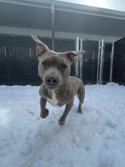 Hazelnut thumbnail 2