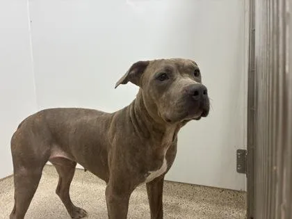 Hazelnut thumbnail 3