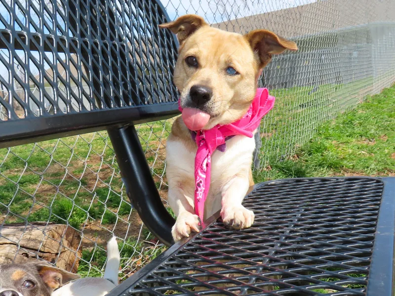 Prada  Cc thumbnail 2