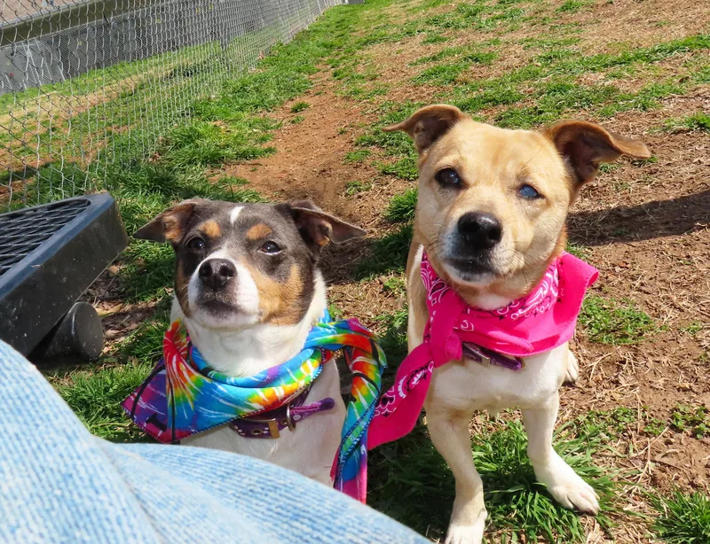 Prada  Cc thumbnail 3