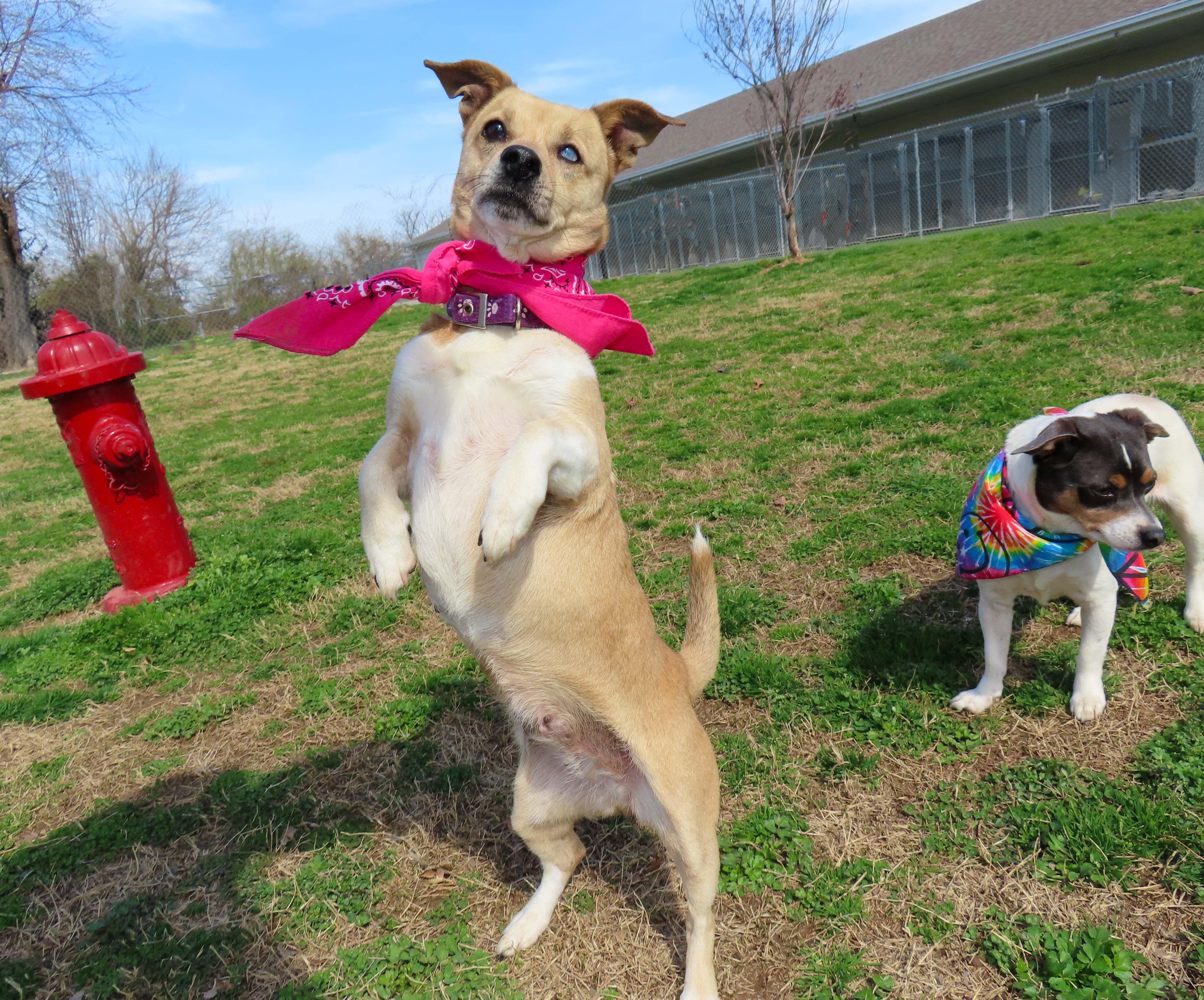 Prada  Cc thumbnail 4