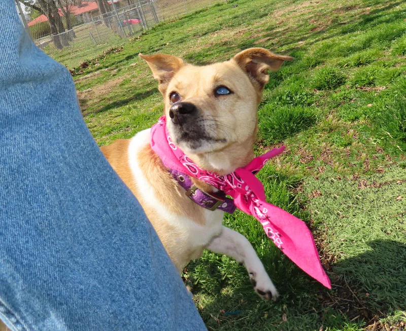 Prada  Cc thumbnail 5