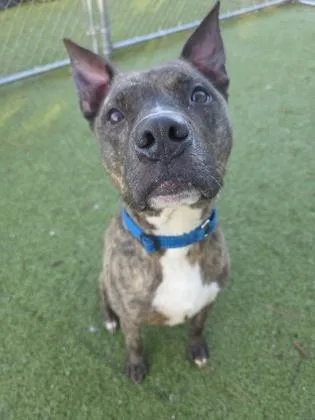 Wishbone thumbnail 3