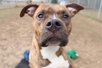 Little Vanilla Meadow