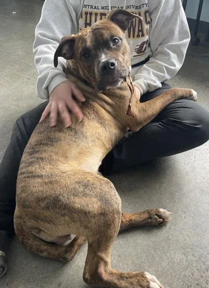 Little Vanilla Meadow thumbnail 2