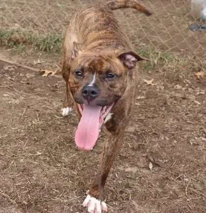 Little Vanilla Meadow thumbnail 3