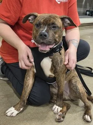 Little Vanilla Meadow thumbnail 4